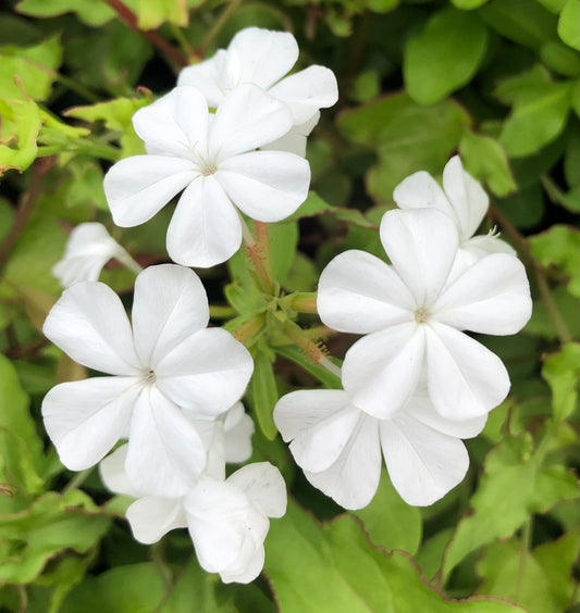 Small White Flowers Printable Wall Art, Delicate Floral Photography, Digital Download