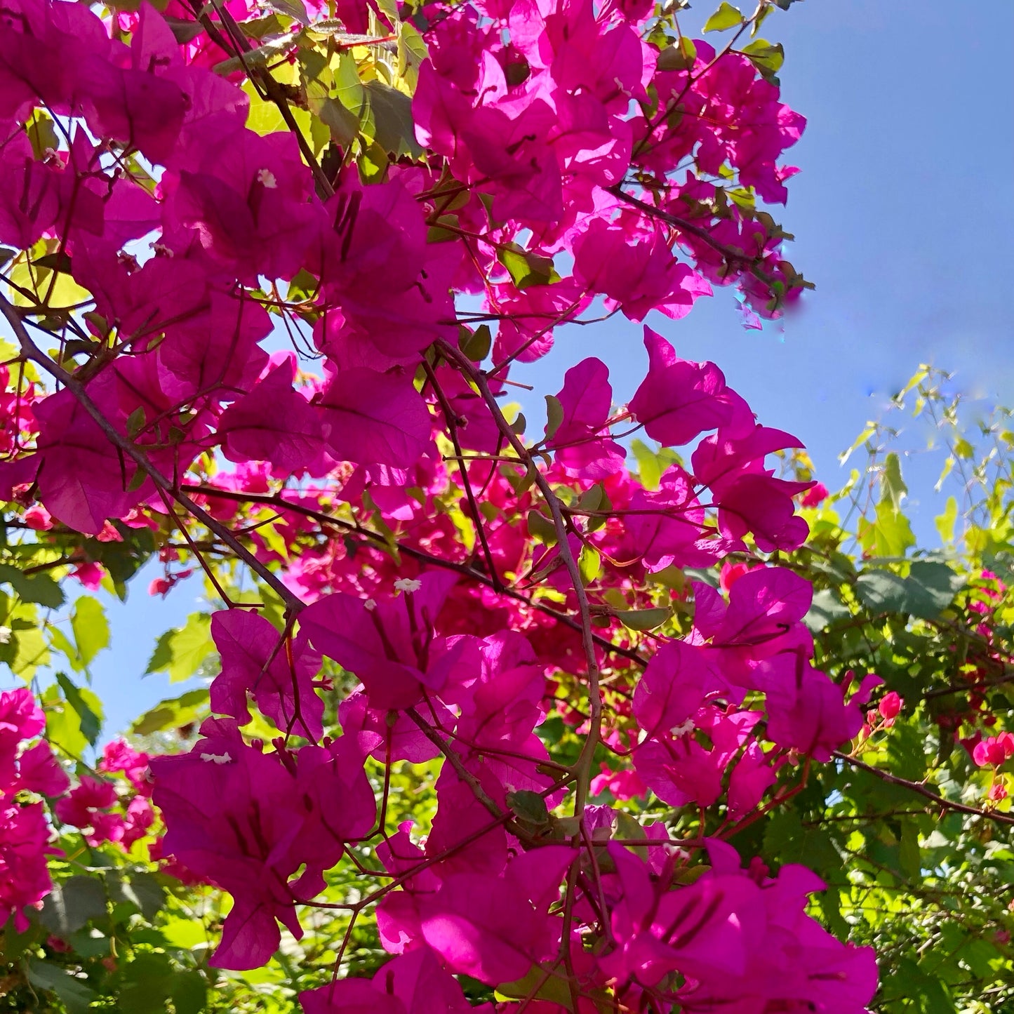 Pink Bougainvillea Wall Art Printable, Flower Photography, Vibrant Garden Bloom Decor, Botanical Digital Download