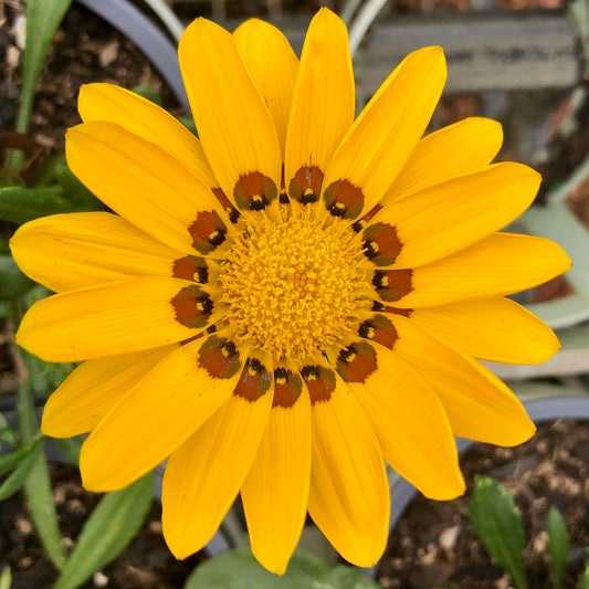Yellow Gazania Wall Art Printable, Gazania Rigens Flower Photography | Bold Garden Bloom Square Print | Vibrant Botanical Digital Download