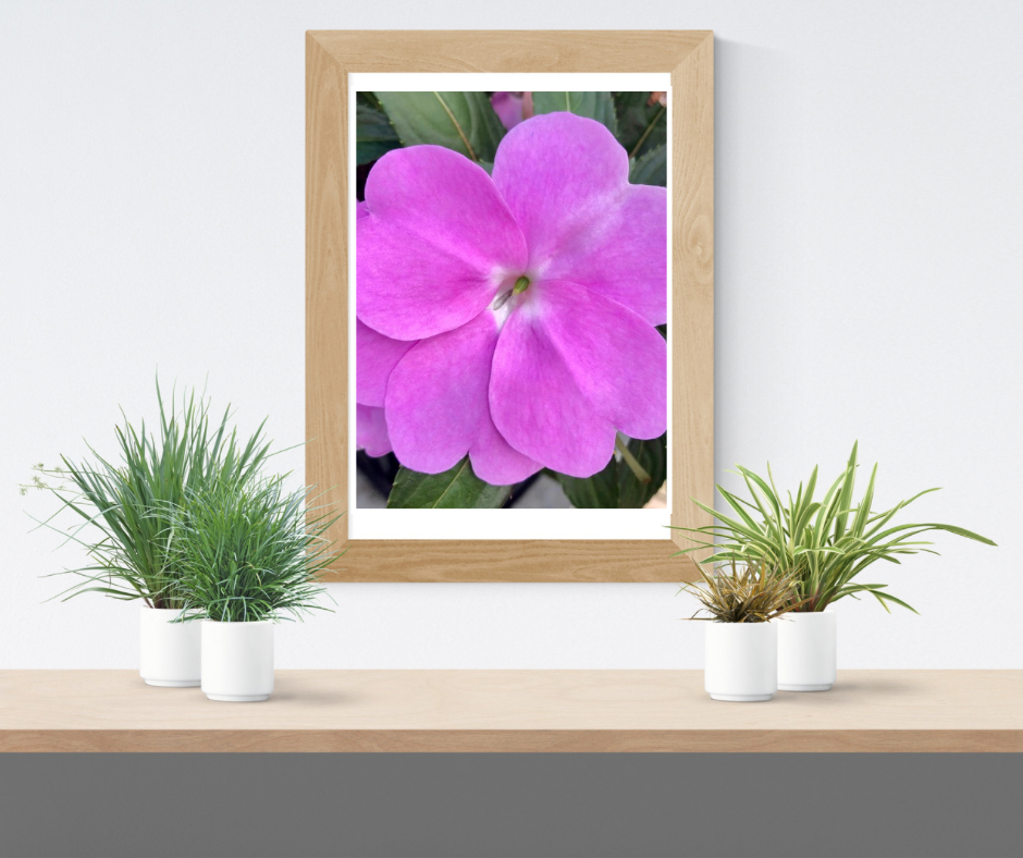 Pink Impatiens Printable Wall Art, Botanical Flower Photography, Digital Download