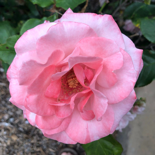 Soft Pink Rose Wall Art Printable, Elegant Rose Flower Photography, Botanical Decor, Floral Digital Download