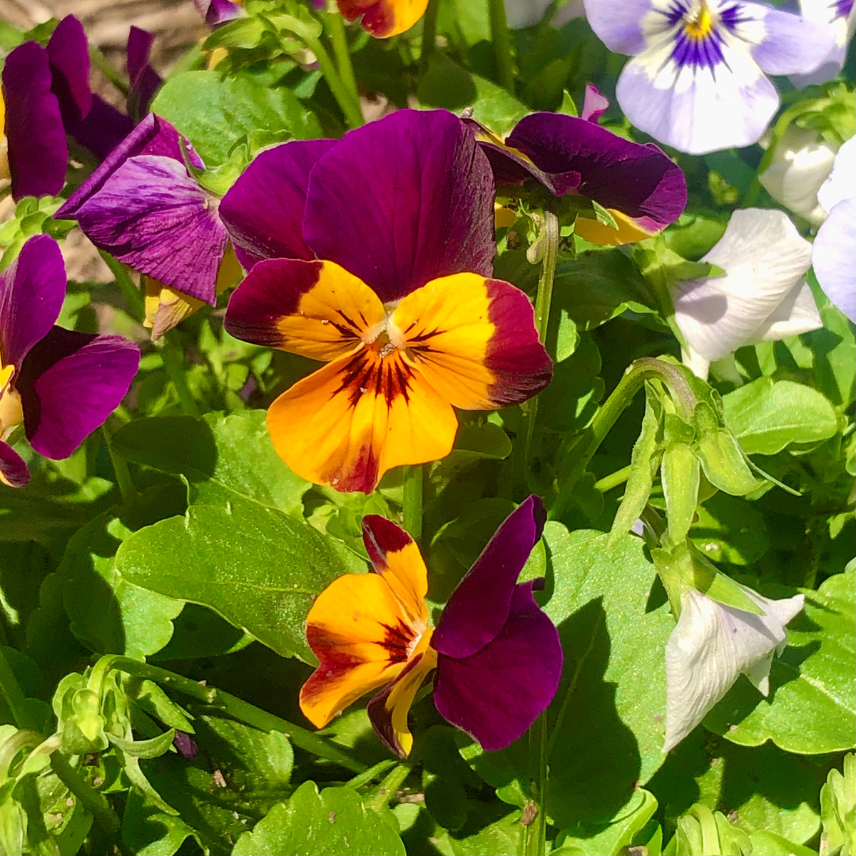 Purple and Orange Pansy Wall Art Printable, Flower Photography, Botanical Decor, Digital Download