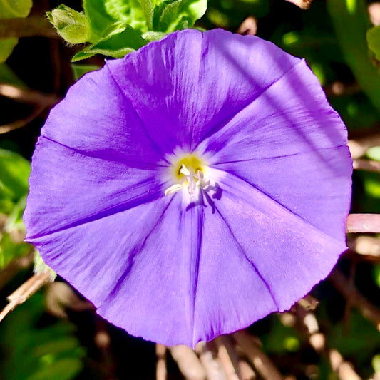 Small Purple Flower Wall Art Printable, Vibrant Garden Bloom Photography, Botanical Floral Decor, Digital Flower Download