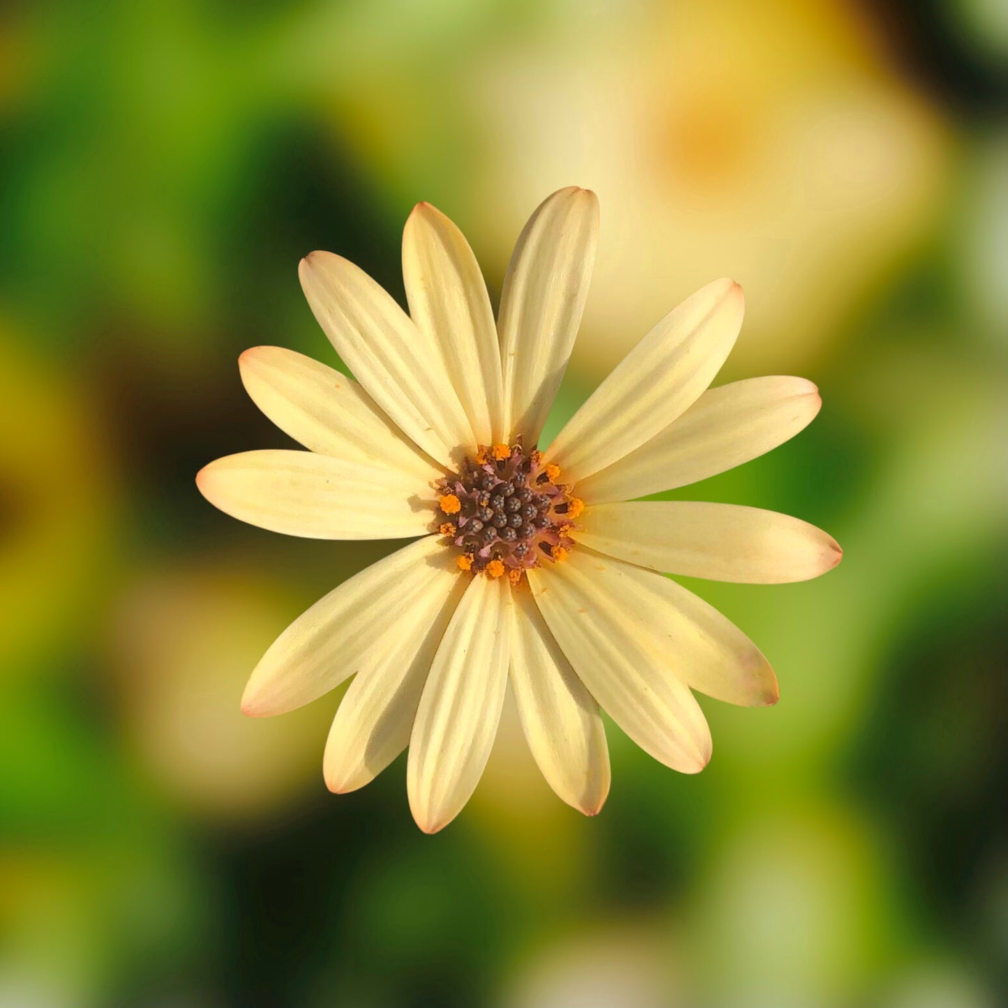 Yellow Daisy Wall Art Printable, Cheerful Flower Photography, Botanical Home Decor, Digital Download