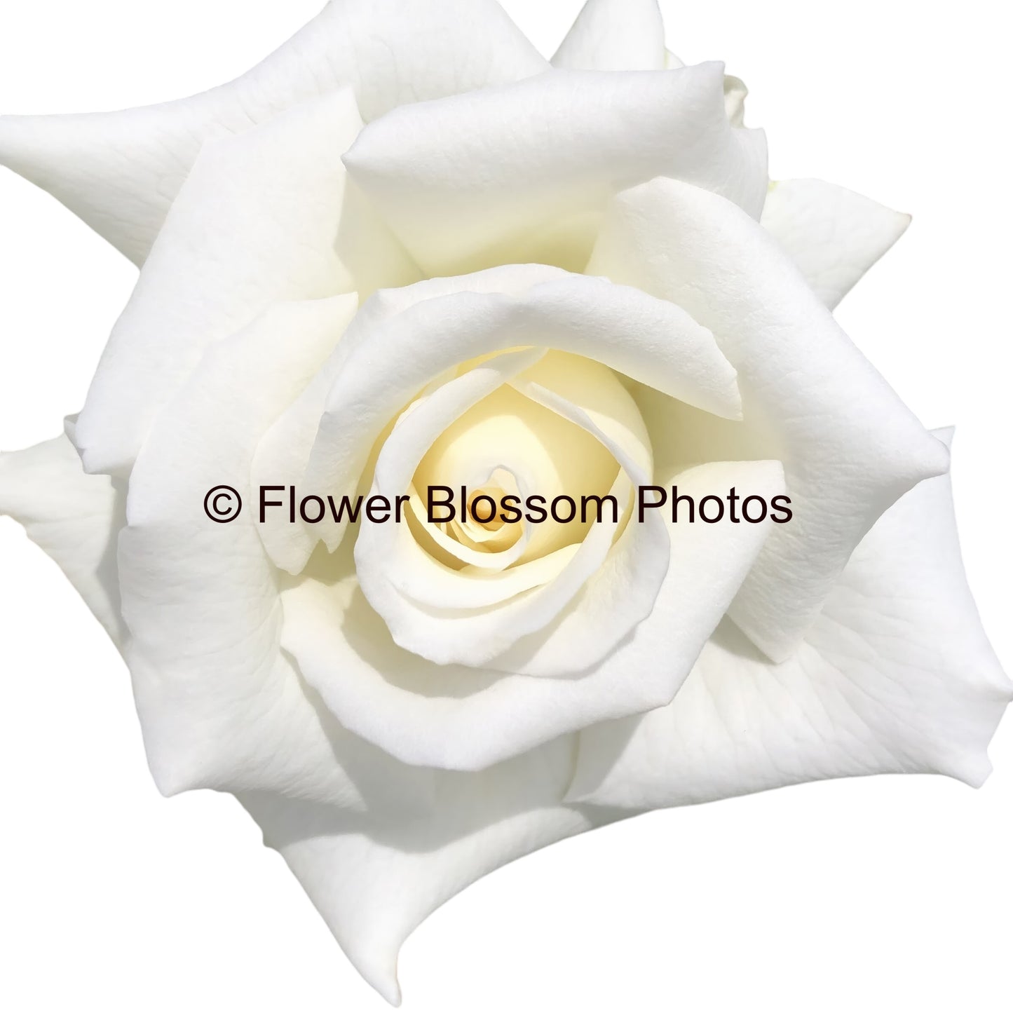 Pure Elegant White Rose Photo|Exclusive High-Resolution Flower Photo: Premium Floral Art with 5-Year Commercial License for High-Profile Campaigns