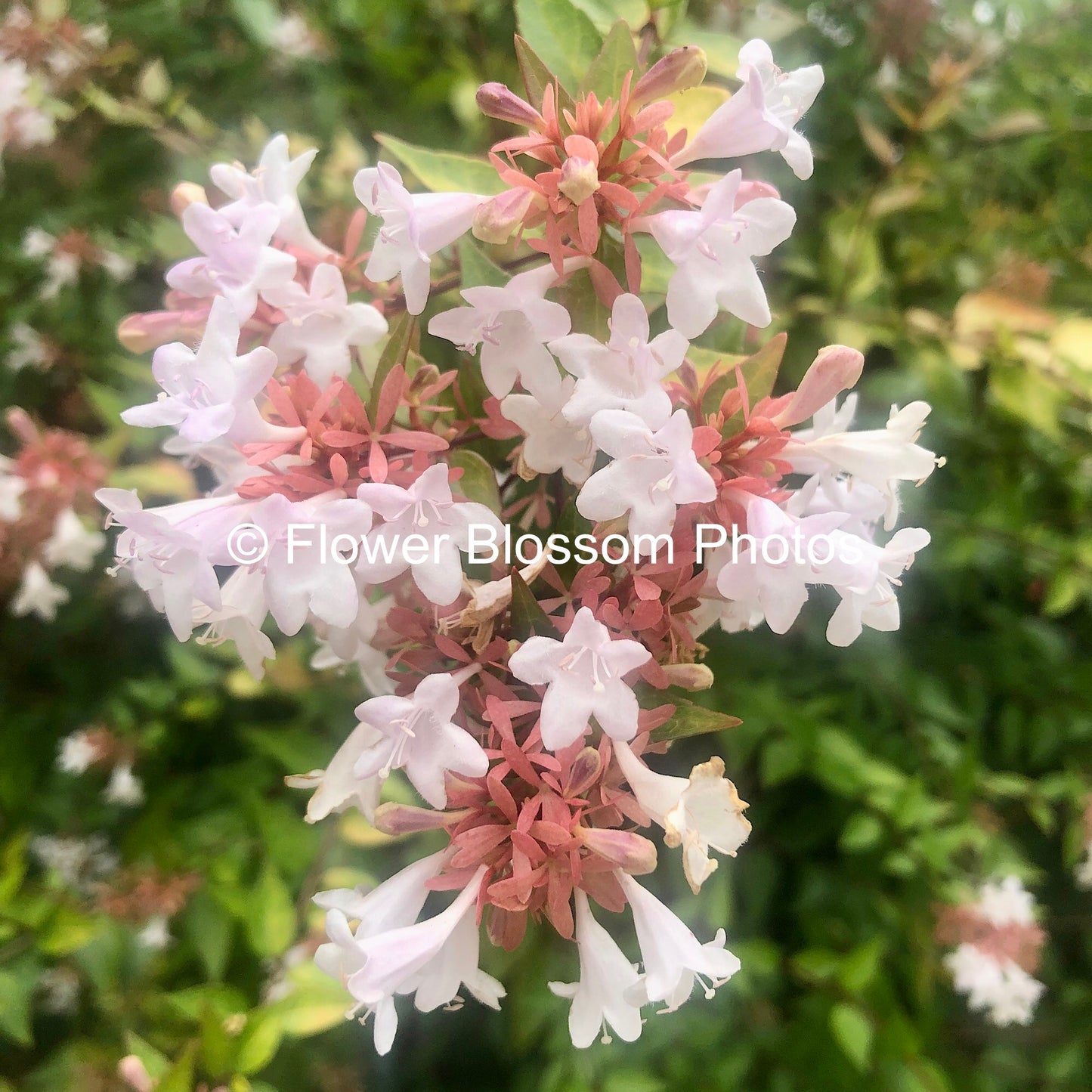 Blossoming White Flower|High-Resolution Digital Image For Personal Use