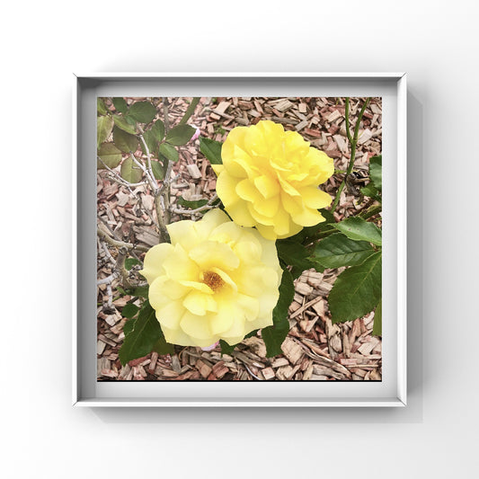 Bright Yellow Rose Wall Art Printable, Flower Photography,Cheerful Garden Bloom Decor, Botanical Digital Download