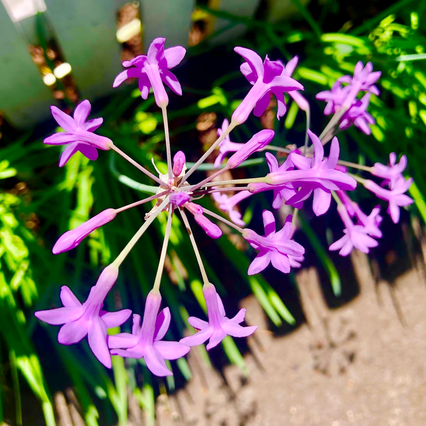 Purple Flower Wall Art Printable, Vibrant Botanical Photography, Elegant Floral Home Decor, Digital Download