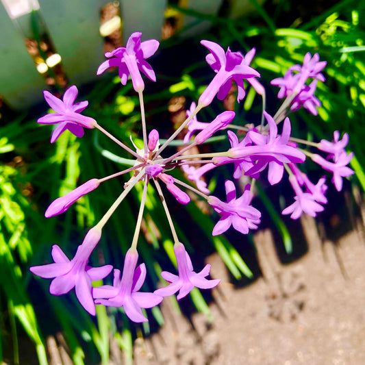 Purple Flower Wall Art Printable, Vibrant Botanical Photography, Elegant Floral Home Decor, Digital Download