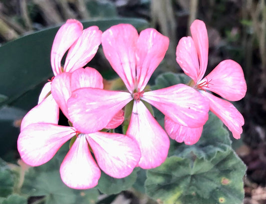 Pink Geranium Flowers Printable Wall Art – Bright Garden Flower Photography - Digital Download
