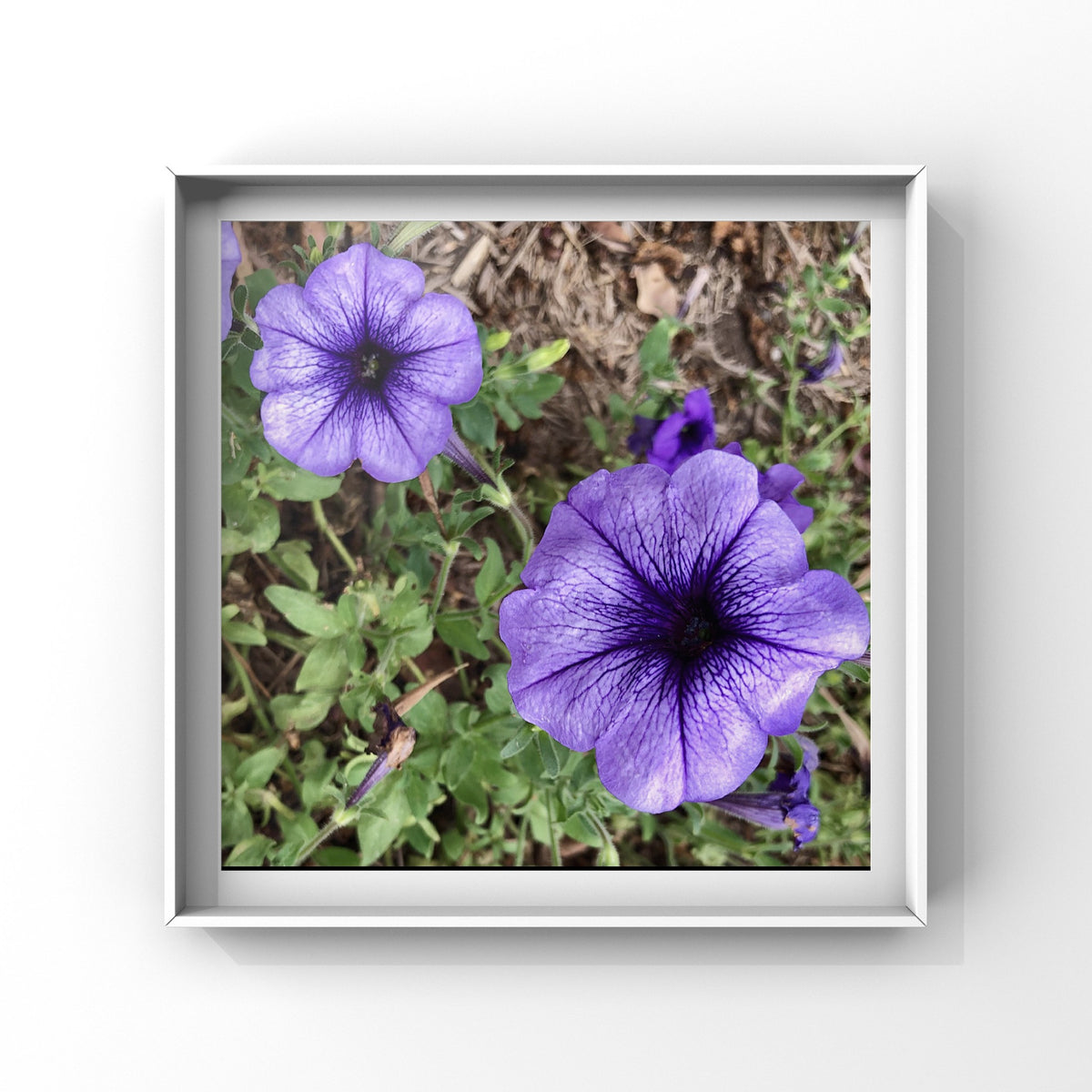 Purple Petunia Wall Art Printable, Flower Photography, Vibrant Garden Bloom Decor, Botanical Digital Download