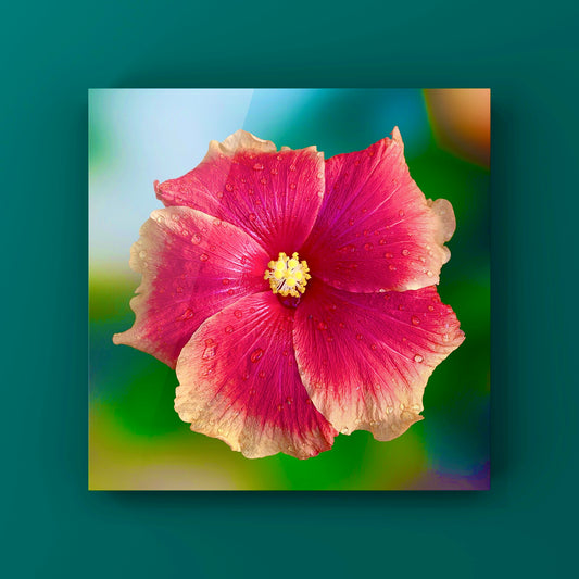 Pink Hibiscus Flower Wall Art Printable, Botanical Photography, Teal Background Decor, Digital Download