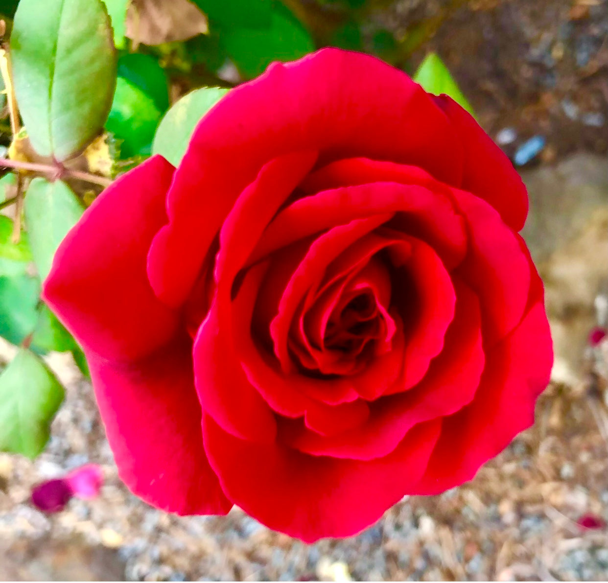 Vibrant Red Rose Printable Wall Art, Botanical Flower Photography, Digital Download