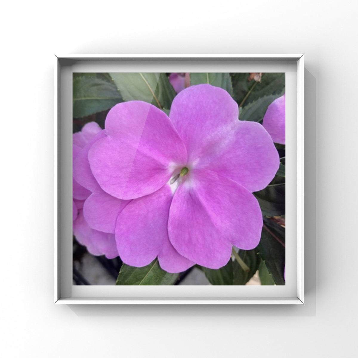 Pink Impatiens Printable Wall Art, Botanical Flower Photography, Digital Download