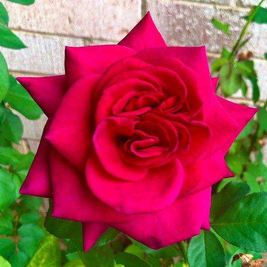 Red Rose Printable Wall Art – Botanical Flower Photography - Digital Download