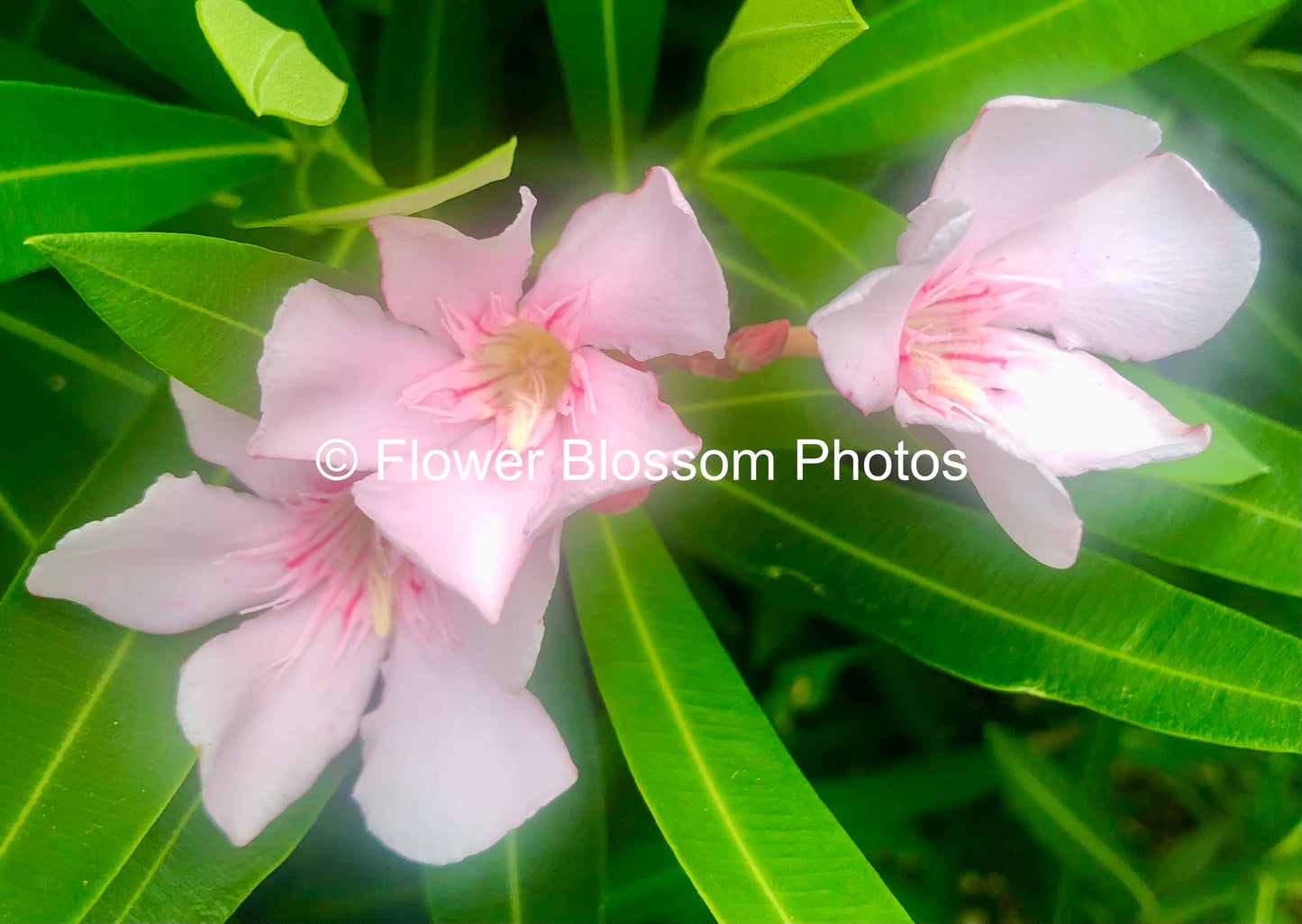 Pink & White Floral Harmony| High-Resolution Digital Image For Personal Use