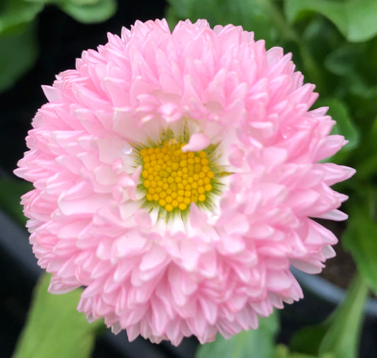 Pink English Daisy Printable Wall Art – Botanical Flower Photography - Digital Download