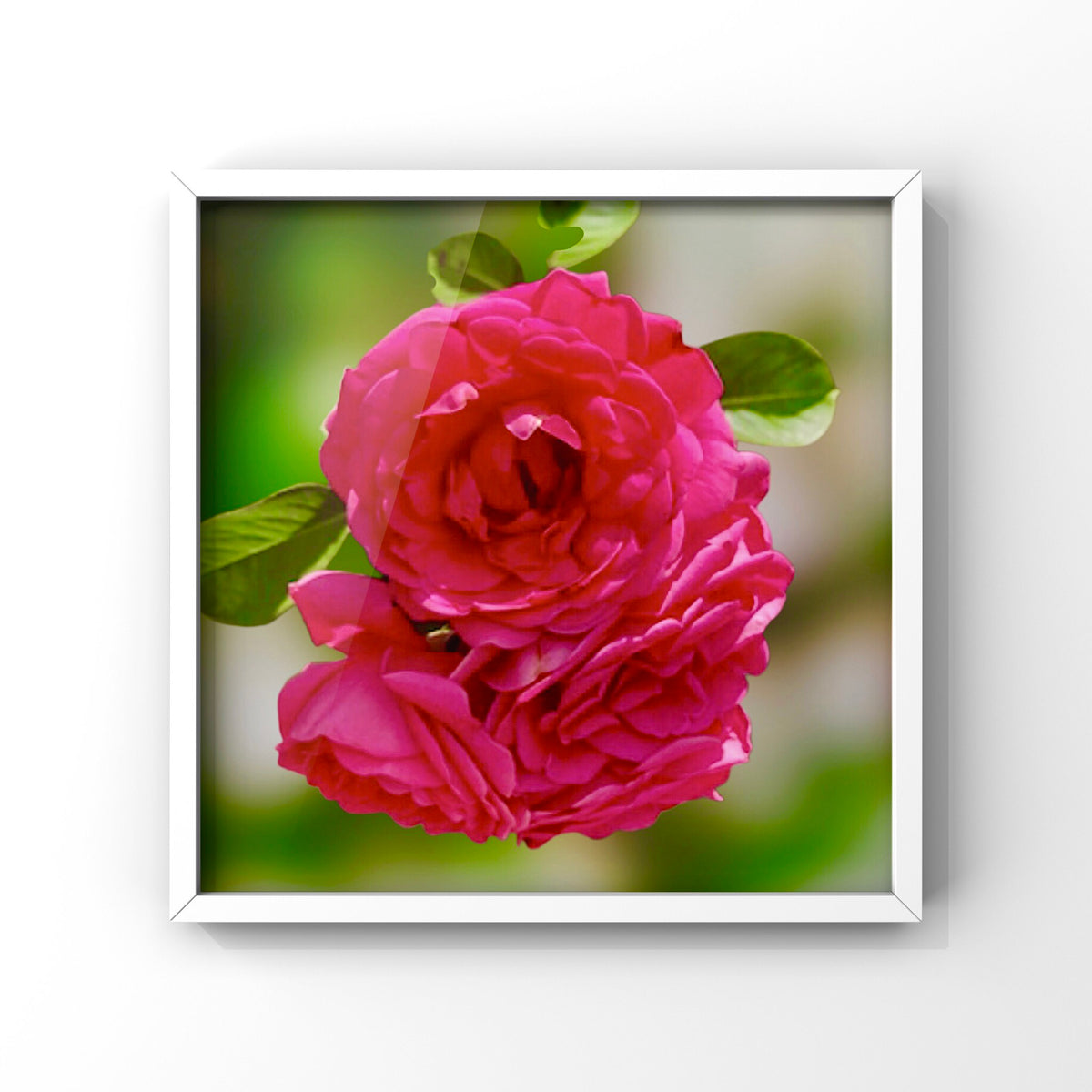 Vibrant Pink Garden Roses Wall Art Printable, Floral Photography, Soft Dreamy Elegant Botanical Decor, Digital Download