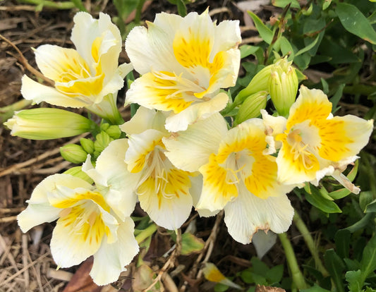 Lily Flower Printable Wall Art – Elegant Pink Lily Photography - Digital Download