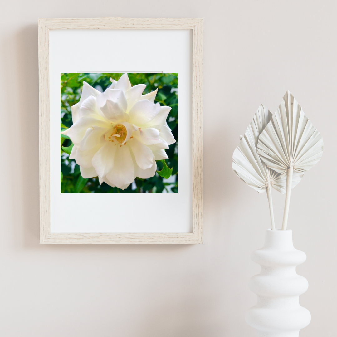 White Iceberg Rose Wall Art Printable, Flower Photography, Elegant Botanical Decor, Digital Download