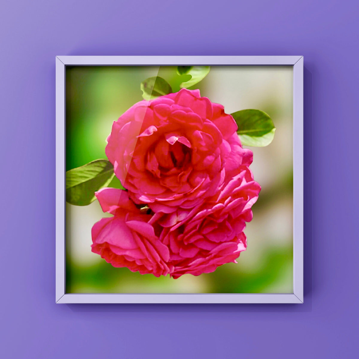 Vibrant Pink Garden Roses Wall Art Printable, Floral Photography, Soft Dreamy Elegant Botanical Decor, Digital Download