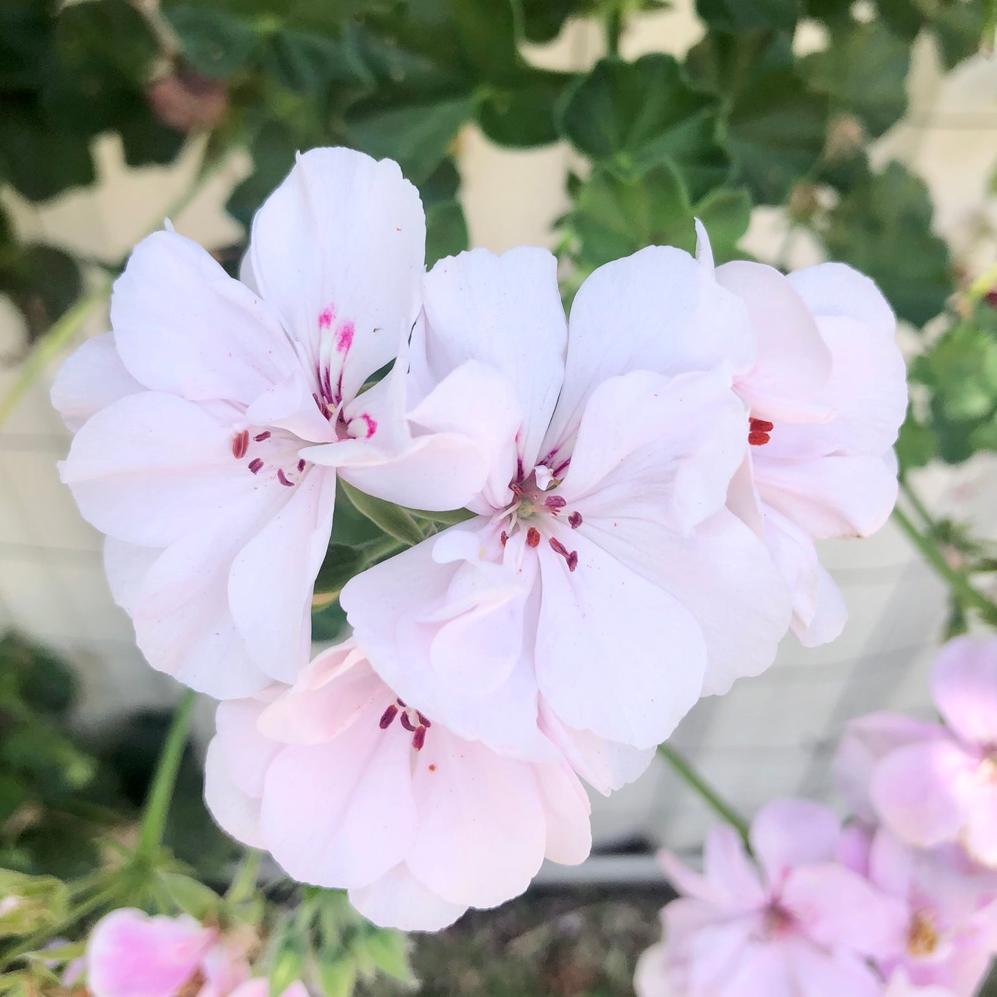 Light Pink And White Ivy Leaf Geranium Wall Art Printable, Cascading Garden Floral Photography, Soft Botanical Home Decor, Digital Download