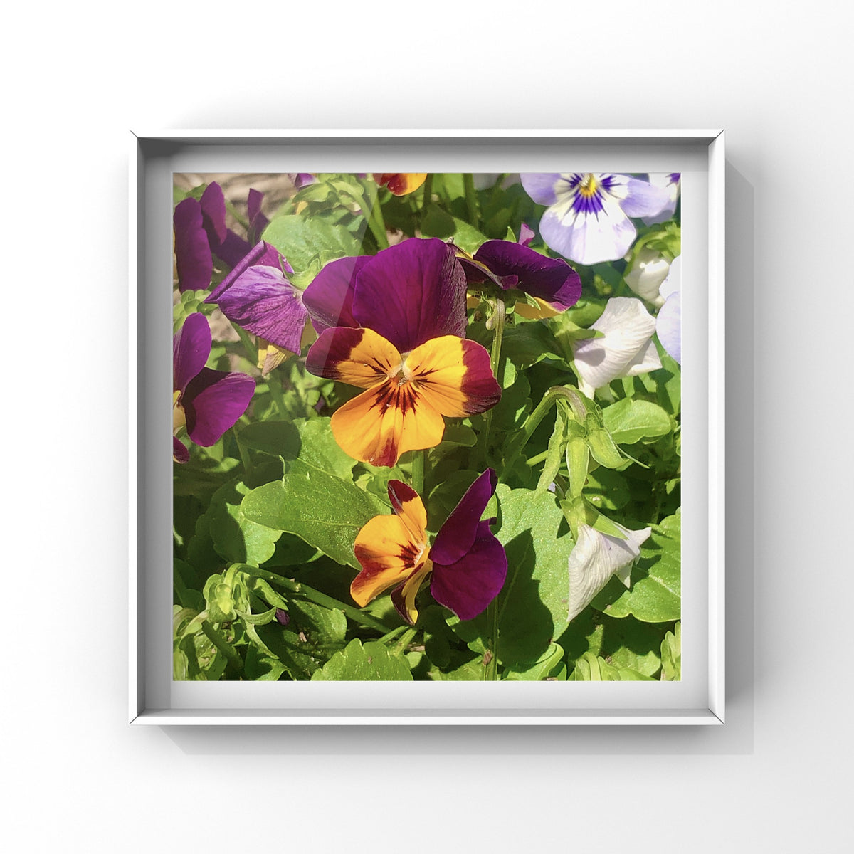 Purple and Orange Pansy Wall Art Printable, Flower Photography, Botanical Decor, Digital Download