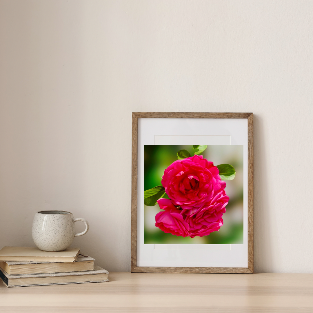 Vibrant Pink Garden Roses Wall Art Printable, Floral Photography, Soft Dreamy Elegant Botanical Decor, Digital Download