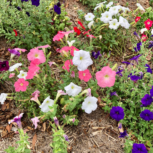 Mixed Petunia Flowers Wall Art Printable, Colourful Garden Bloom Photography, Vibrant Floral Decor, Botanical Digital Download