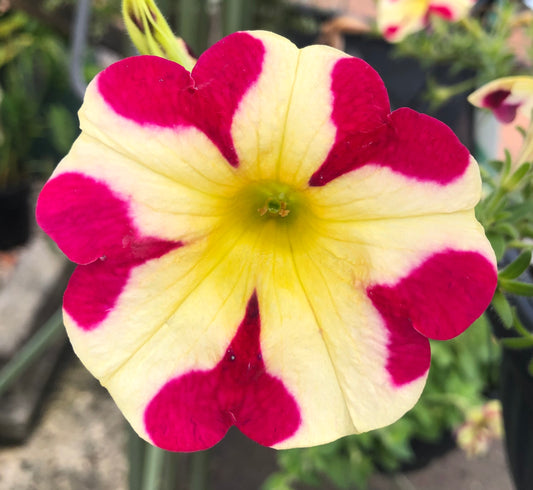 Pink and Yellow Petunia Printable Wall Art – Vibrant Botanical Flower Photography - Digital Download