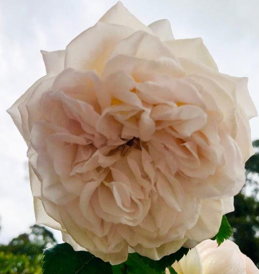 Large White Rose Bloom Printable Wall Art – Elegant Botanical Flower Photography - Digital Download