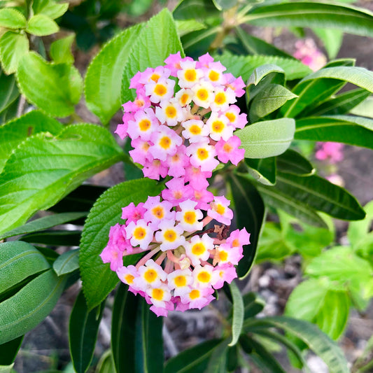 Lantana Camara Flower Wall Art Printable, Colourful Garden Bloom Photography, Botanical Floral Decor, Digital Download