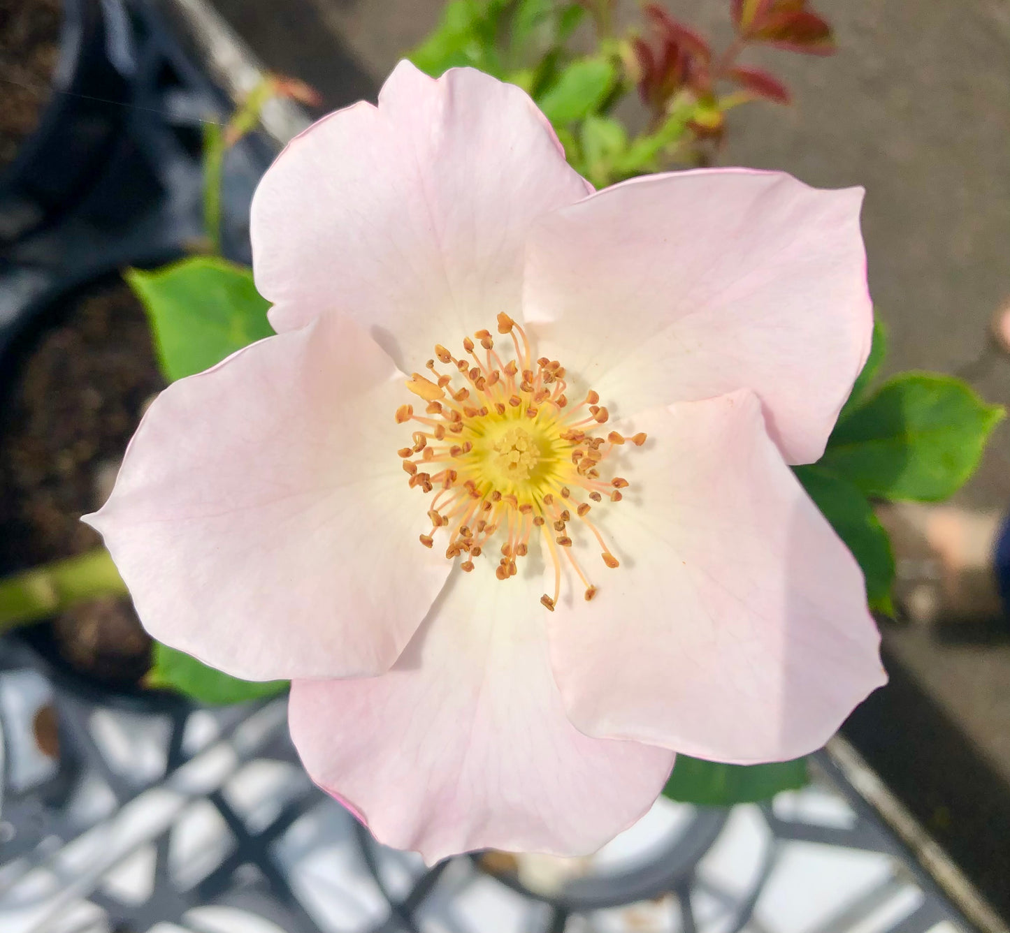 Light Pink Rose Printable Wall Art – Soft Romantic Botanical Flower Photography - Digital Download