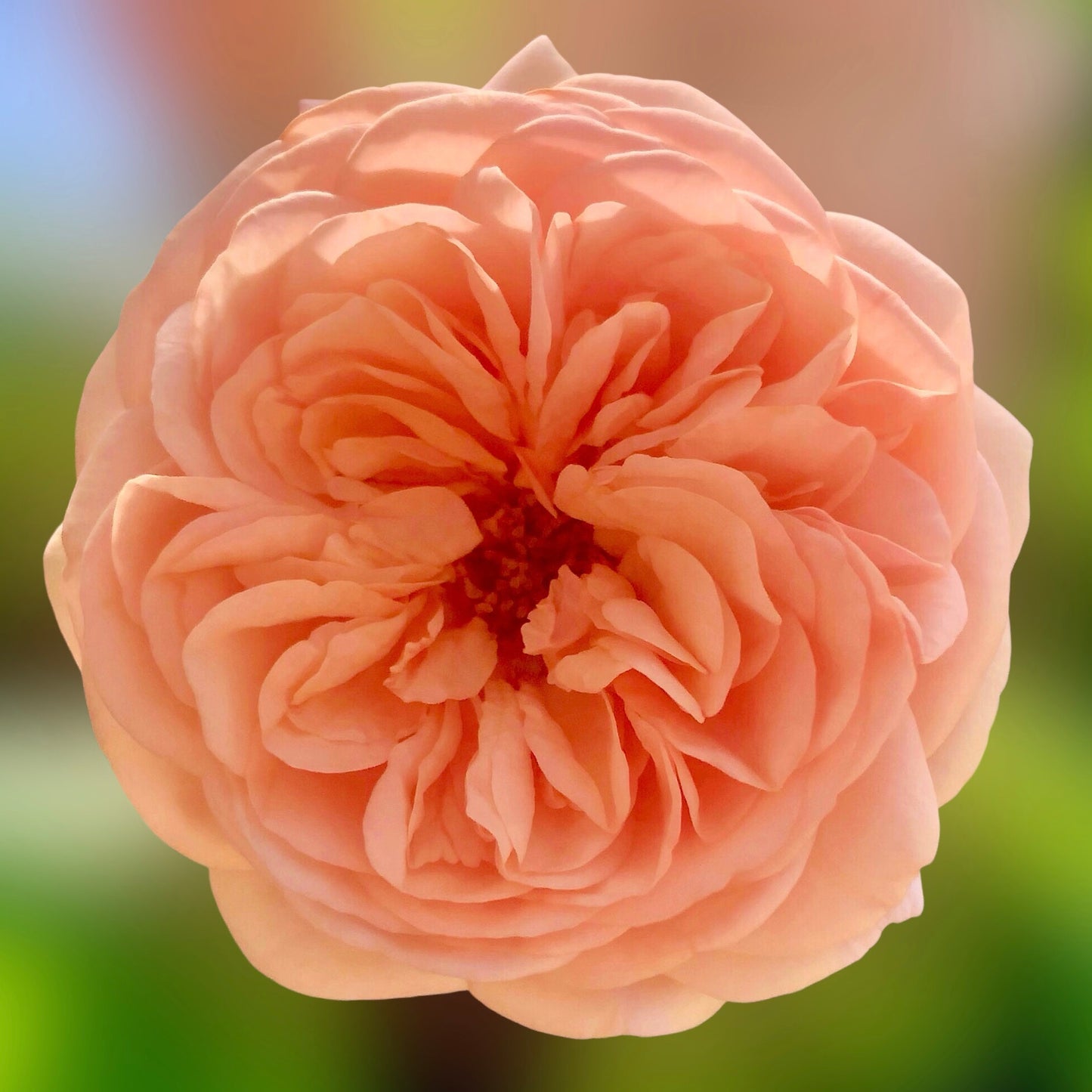 Apricot English Rose Wall Art Printable, Flower Photography, Elegant Botanical Decor, Digital Download