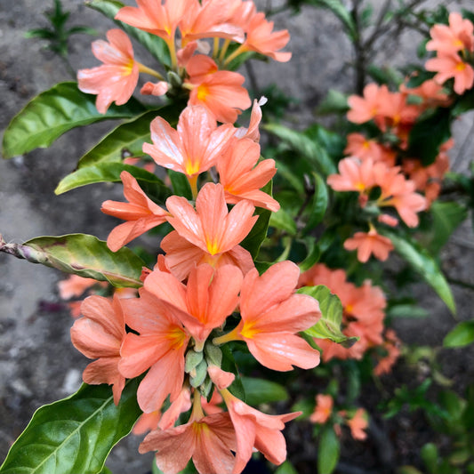 Apricot Orange Flower Wall Art Printable, Soft Peach Blossom Photography, Botanical Floral Decor, Digital Download Print