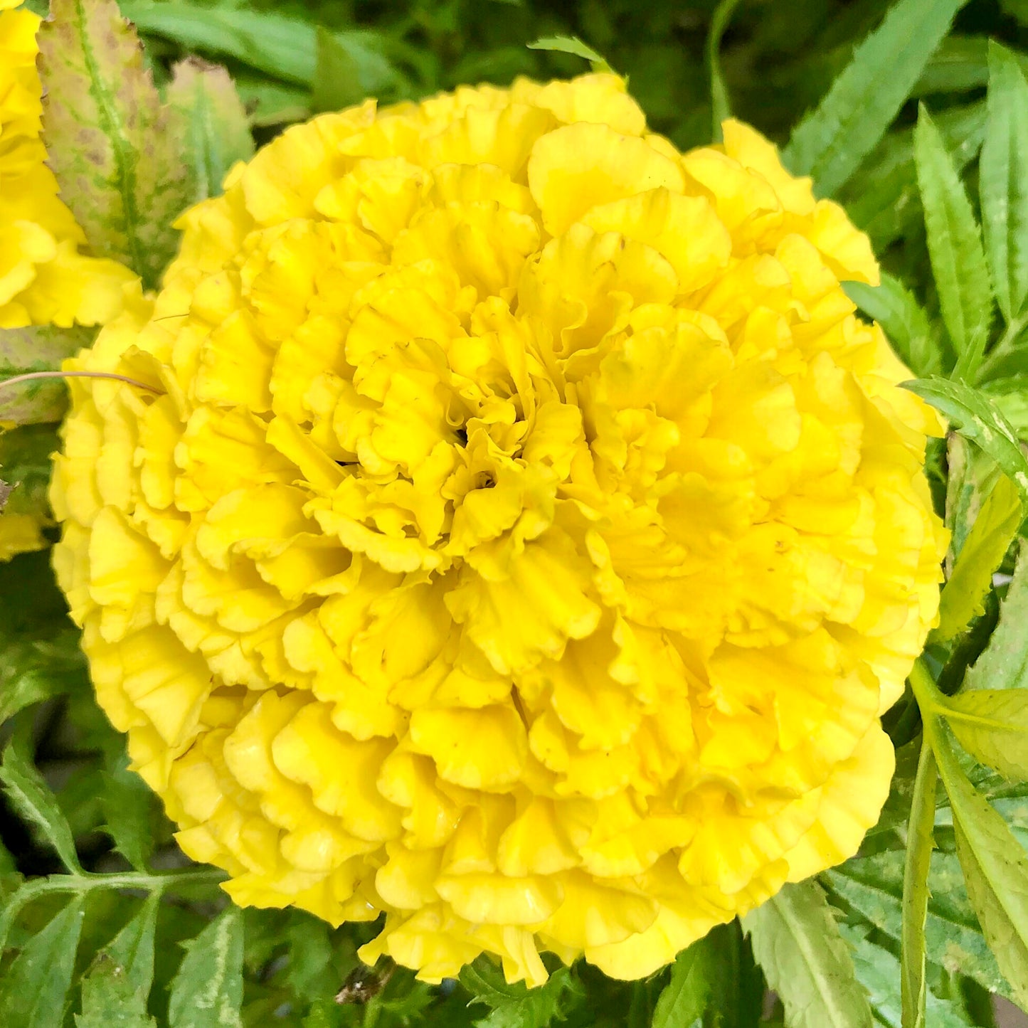 Yellow Marigold Flower Wall Art Printable, Flower Photography, Bright Garden Bloom Decor, Botanical Digital Download