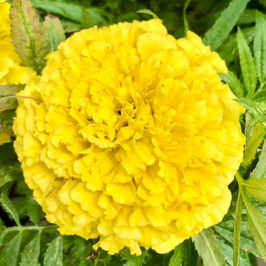 Yellow Marigold Flower Wall Art Printable, Flower Photography, Bright Garden Bloom Decor, Botanical Digital Download