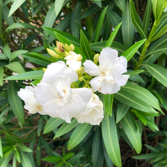 White Oleander Flowers Wall Art Printable, Garden Flower Photography, Elegant Botanical Bloom Decor, Floral Digital Download