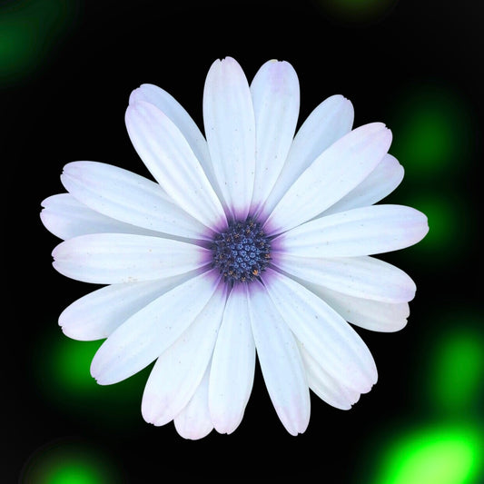 White Daisy Wall Art Printable, Floral Photography, Elegant Botanical Decor, Digital Download