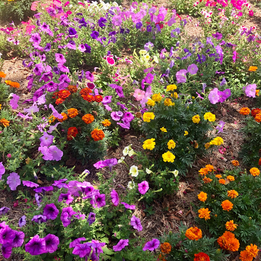 Garden Flowers Wall Art Printable, Colorful Flower Photography, Vibrant Botanical Bloom Decor, Floral Digital Download