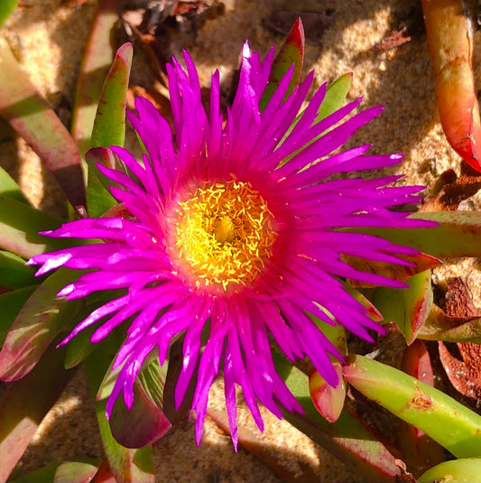 Magenta and Yellow Flower Printable Wall Art – Vibrant Floral Photography - Digital Download