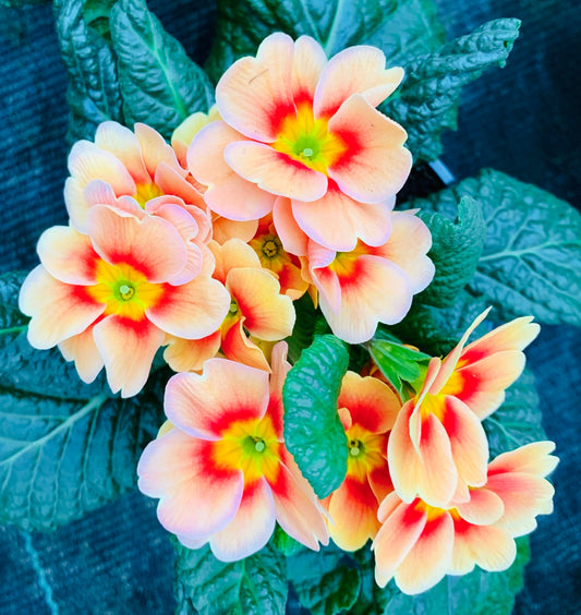 Orange Primrose Printable Wall Art – Botanical Flower Photography - Digital Download