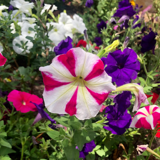 Pink and White Petunia Wall Art Printable, Flower Photography, Vibrant Garden Bloom Decor, Botanical Digital Download