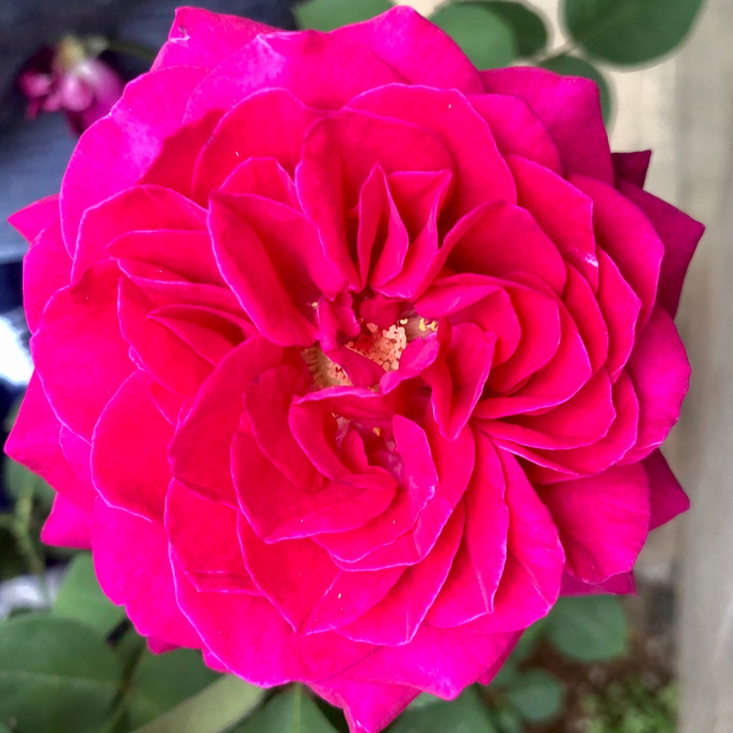 Magenta Rose Wall Art – Rich Pink Floral Photography – Printable Digital Download