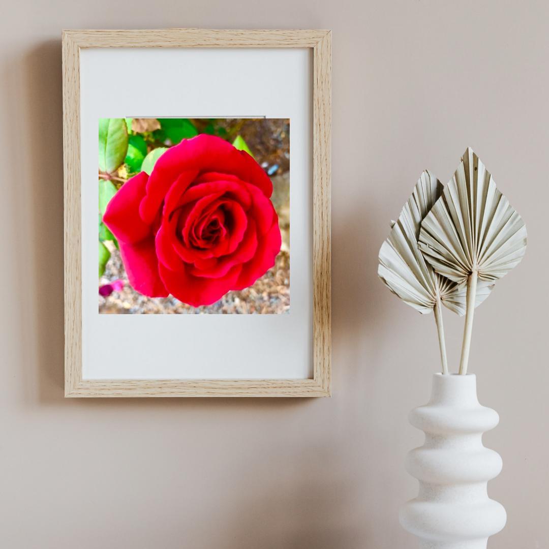 Vibrant Red Rose Printable Wall Art, Botanical Flower Photography, Digital Download