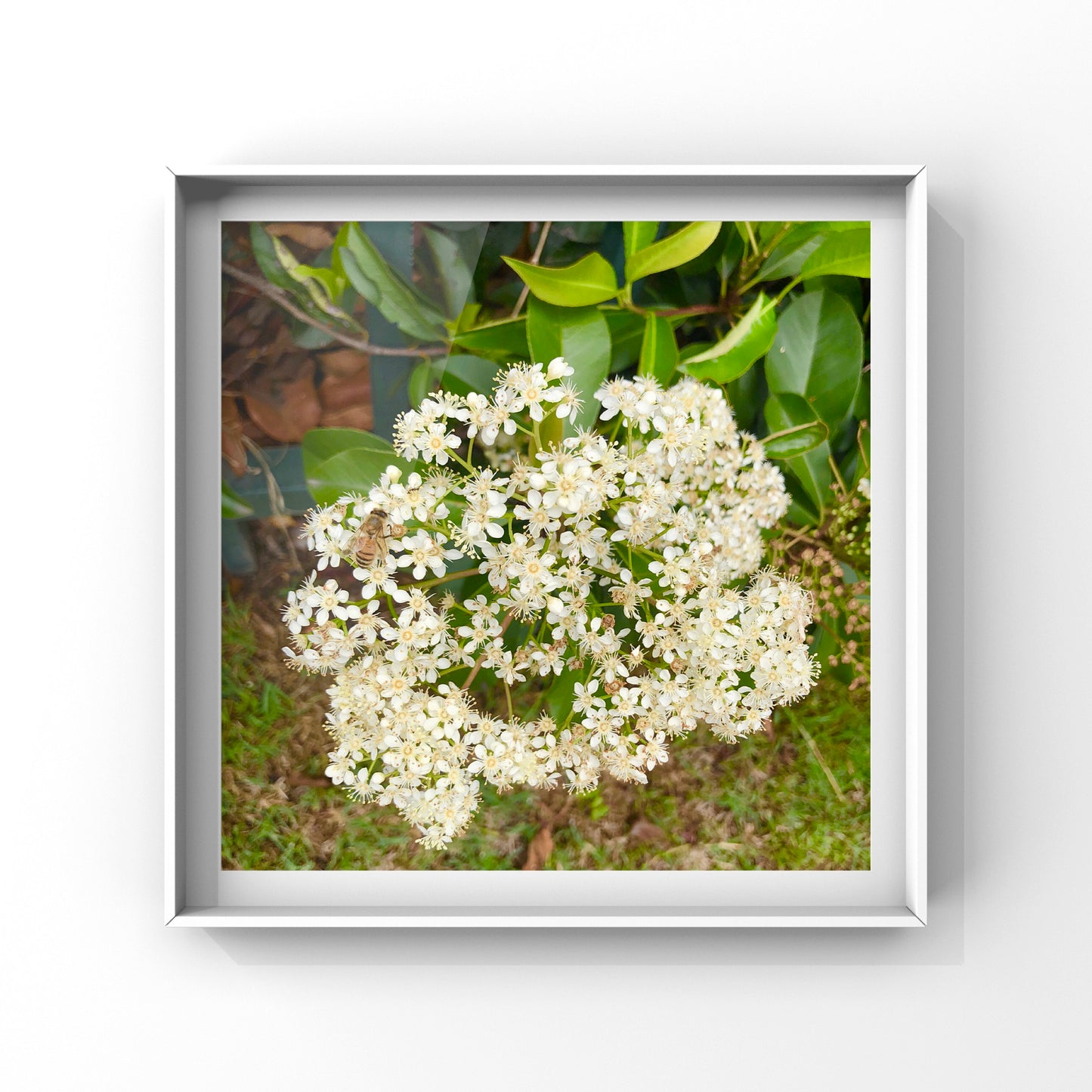 White Blossom Portrait| High-Resolution Digital Image For Personal Use