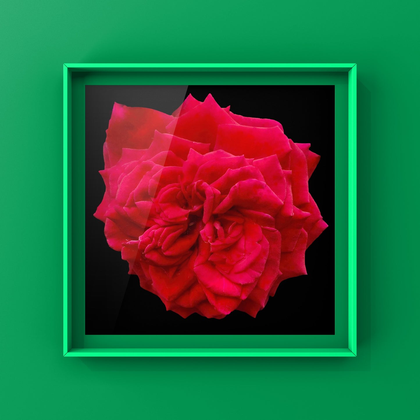 Large Red Rose Wall Art Printable, Botanical Flower Photography, Digital Download