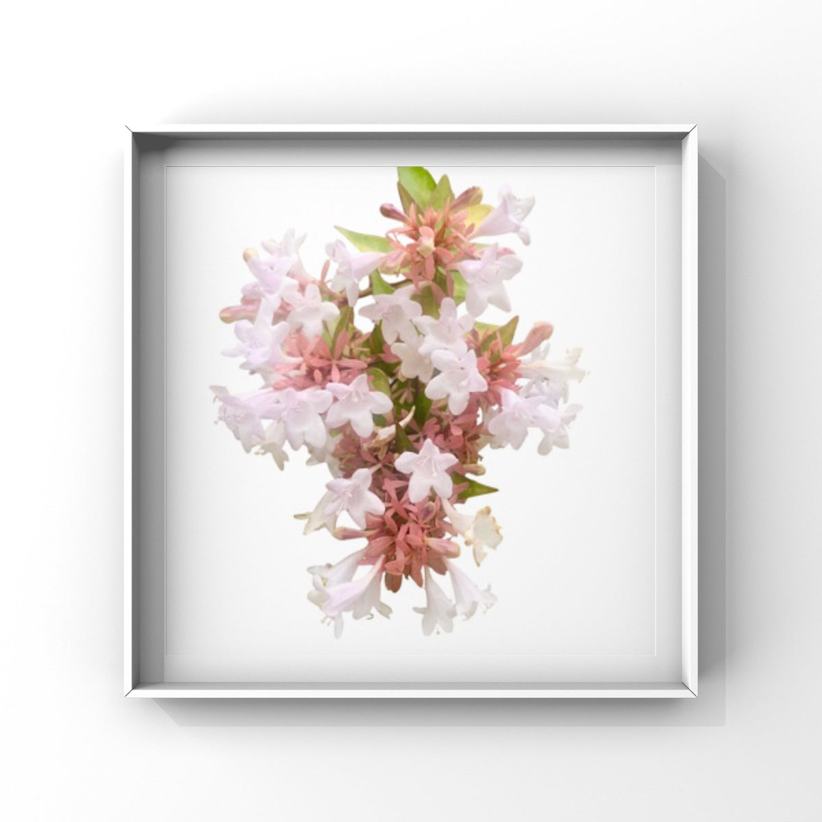White Abelia Flower Printable Wall Art Bundle (2), Elegant Botanical Photography, Floral Digital Download Set, Nature Wall Decor