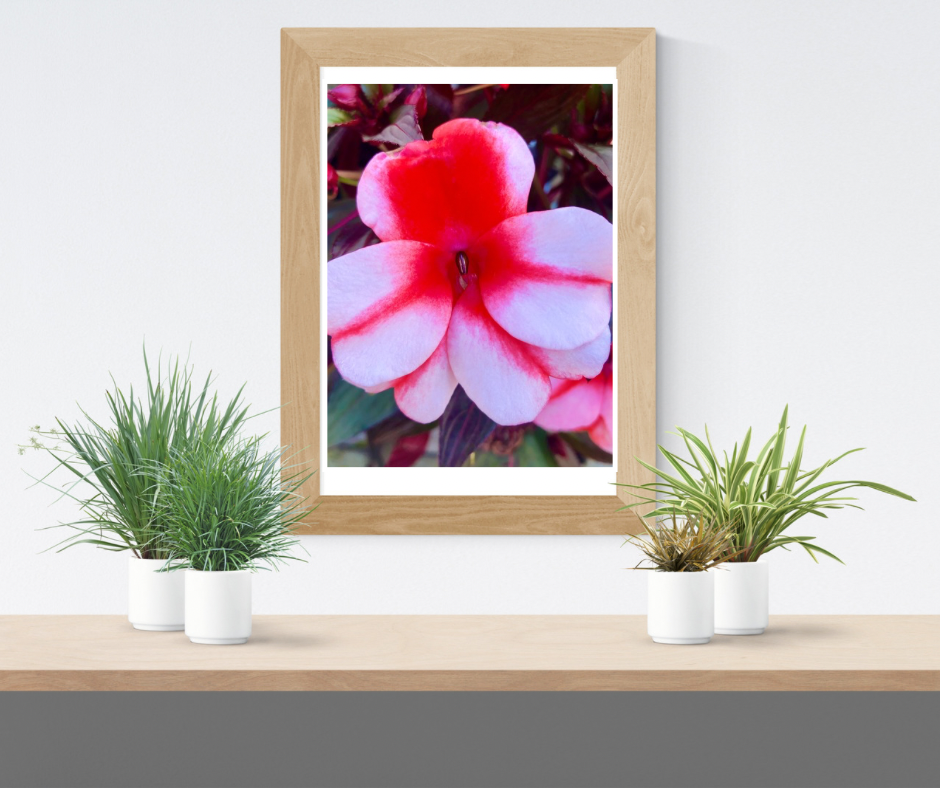 Red and Light Pink Impatiens Printable Wall Art, Vibrant Botanical Flower Photography, Digital Download
