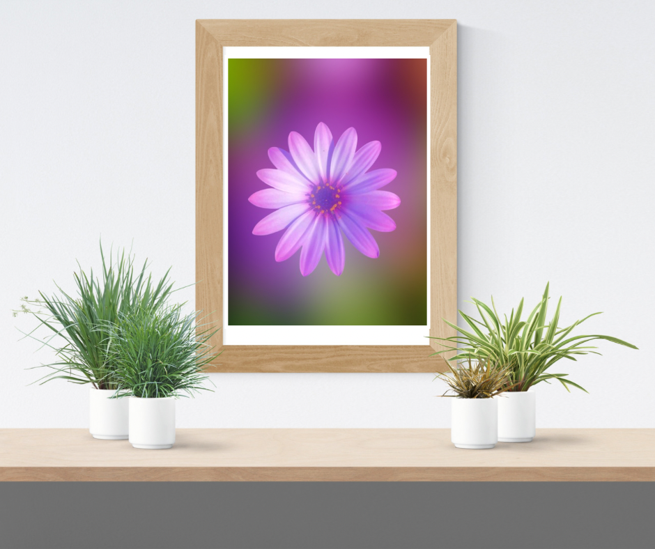 Vibrant Purple Daisy Wall Art Printable, Flower Photography, Elegant Botanical Decor, Digital Download
